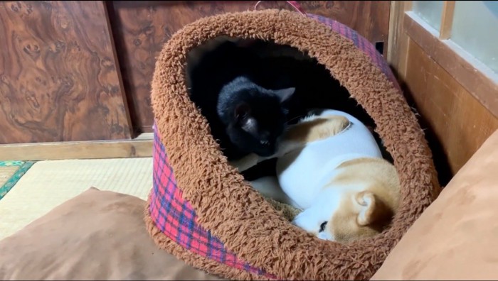 ベッドで眠る犬の顔をのぞき込む黒猫