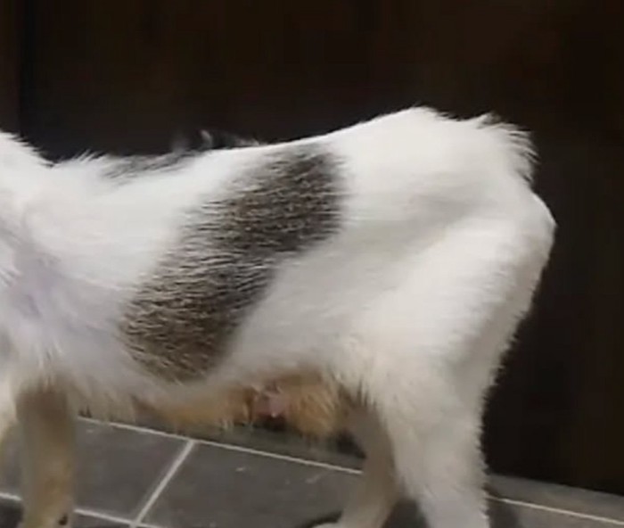 ガリガリの猫