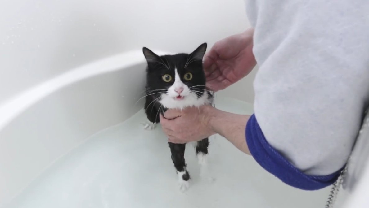お湯をかけられる猫