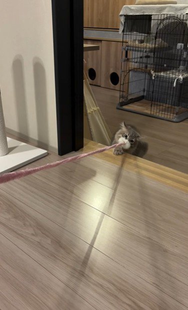 猫じゃらしを持っている猫