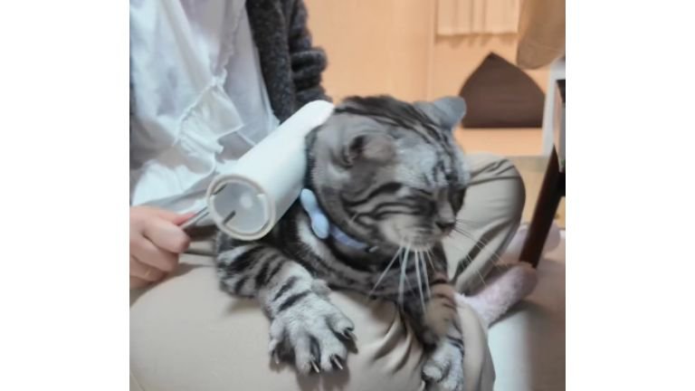 コロコロされている猫