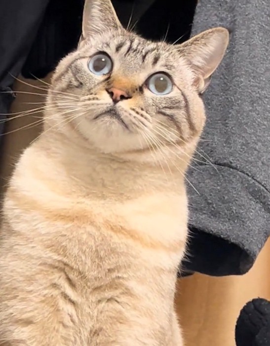 何かを見つめるしらすくん