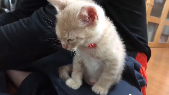 飼い主の膝の上に乗っている子猫