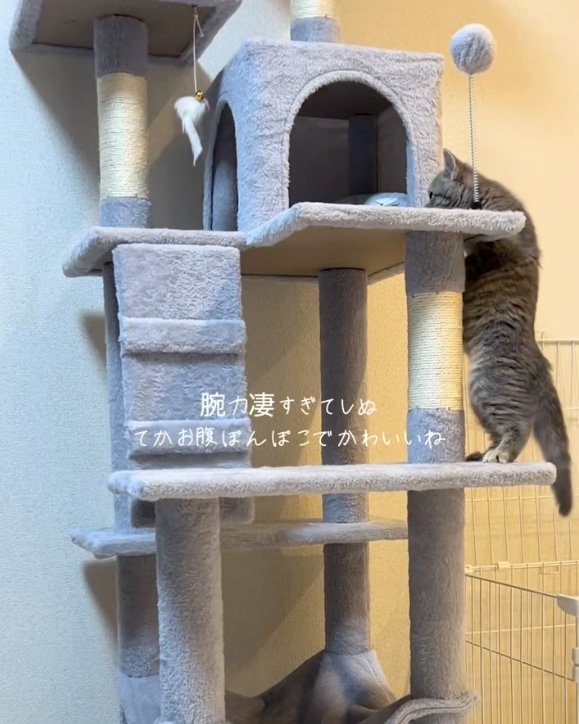 登ろうとする猫