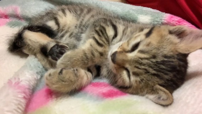 横になった子猫2