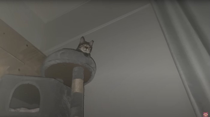 暗闇にキャットタワーで眠る猫
