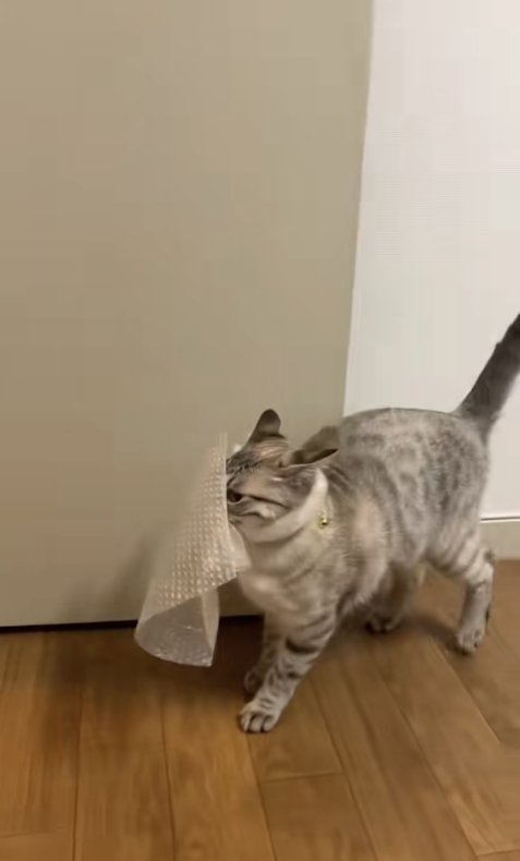 尻尾を立ててイカ耳になっている猫