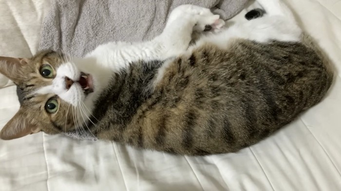 怒っているミックくん