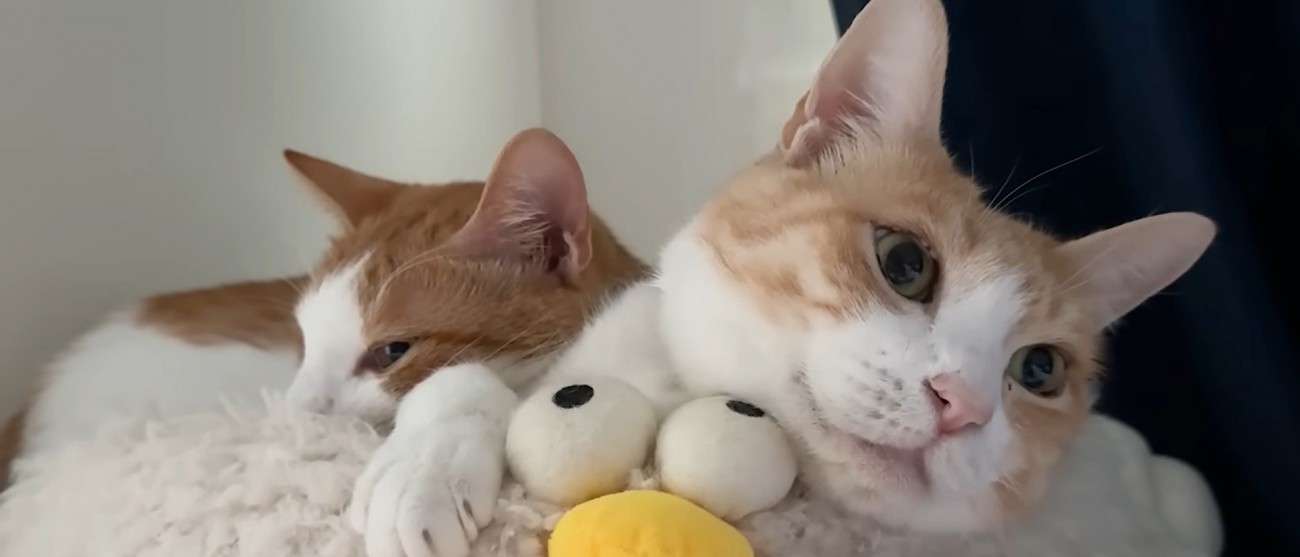 ベッドの上で寝ている二匹の猫