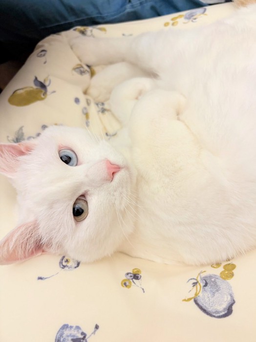 寝転がる猫