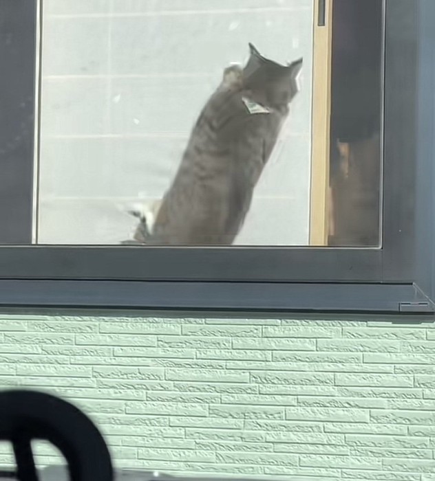 クラクションに驚いて跳び上がるキジトラ猫