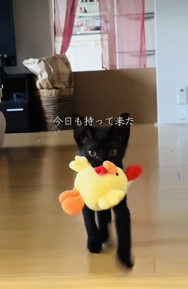 ぬいぐるみをくわえてもってくる子猫