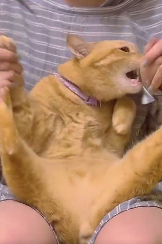 膝にのせられた猫