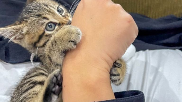 じゃれついている子猫