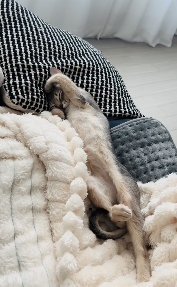 毛布の上で眠るアビシニアン