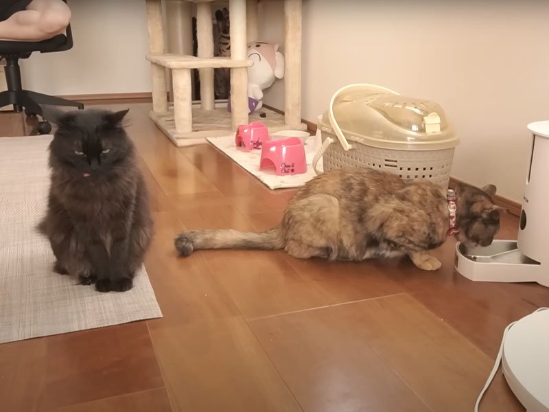 ご飯を食べる猫の後ろに座る猫
