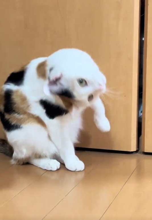 倒れようとする猫