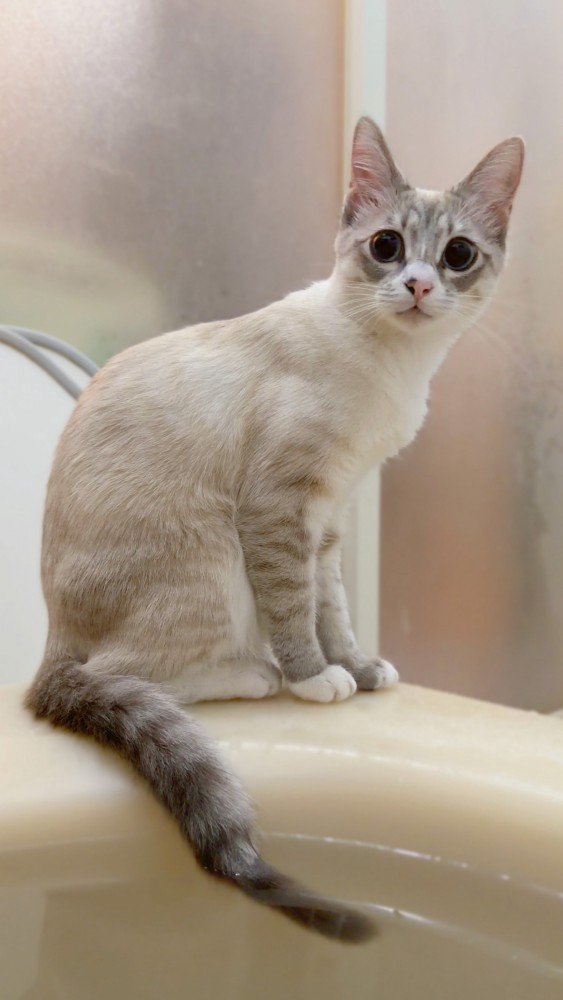 しっぽが風呂に浸かっている猫