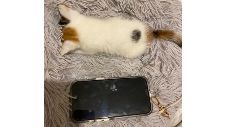 子猫とiPhone
