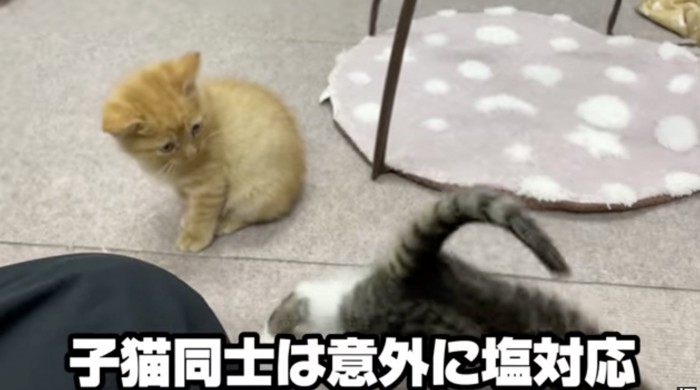 初めはスルーの子猫たち