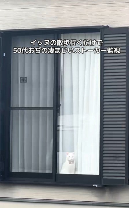 見ている猫