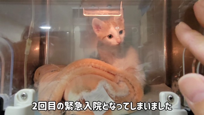 入院している子猫