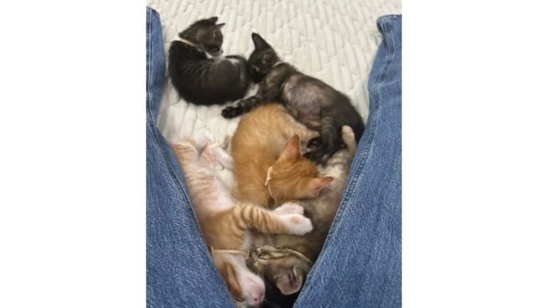 股の間で眠る子猫