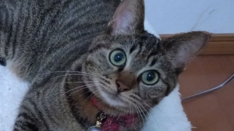 ベッドにいる猫