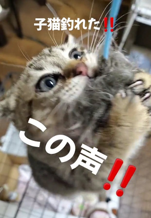 唸り声をあげる小町ちゃん