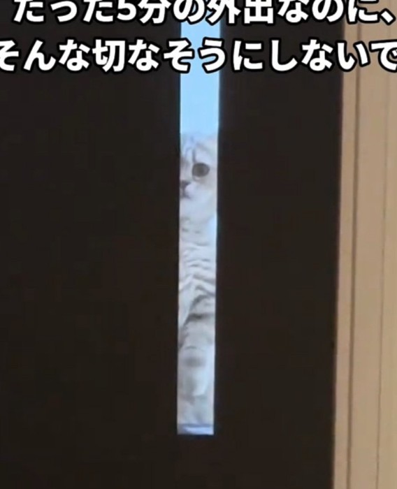 寂しそうに見つめる猫