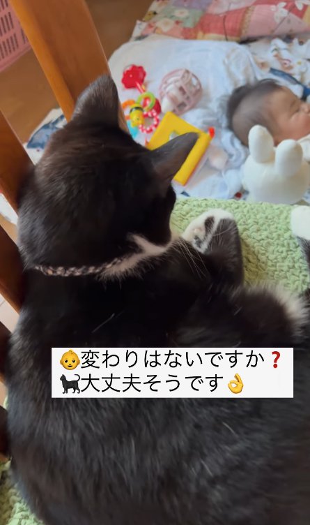 椅子の上から床にいる赤ちゃんを見下ろす猫