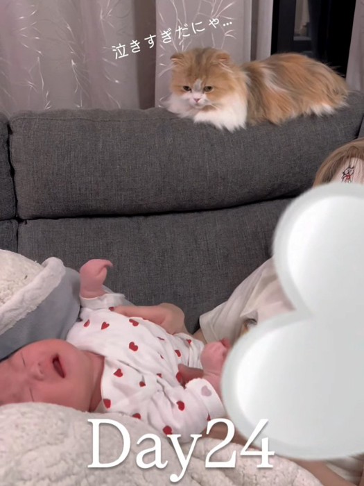 ないてる赤ちゃんを見る猫
