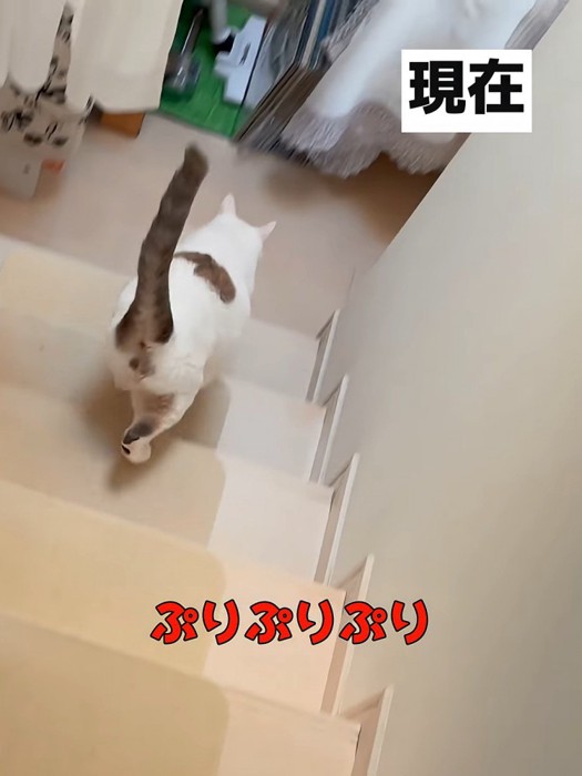 階段をおりる成猫の後ろ姿
