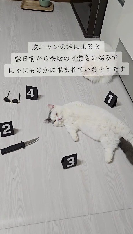 お腹を出して眠る猫