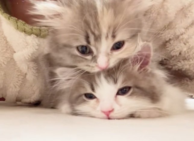 重なって寝ている2匹のミヌエットの子猫