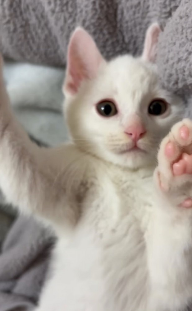 寝転がって遊ぶ子猫