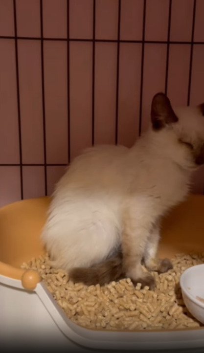 トイレに入る猫