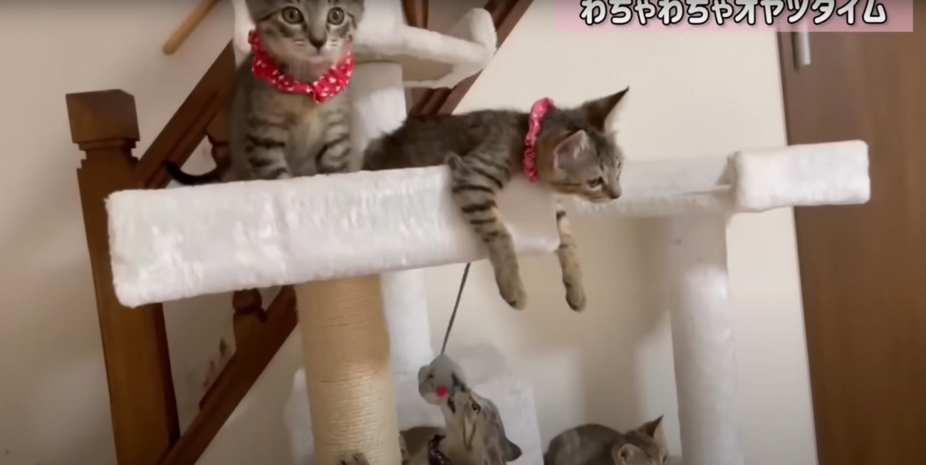 おやつを見る猫