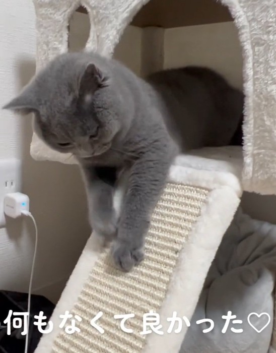 爪研ぎするルタくん