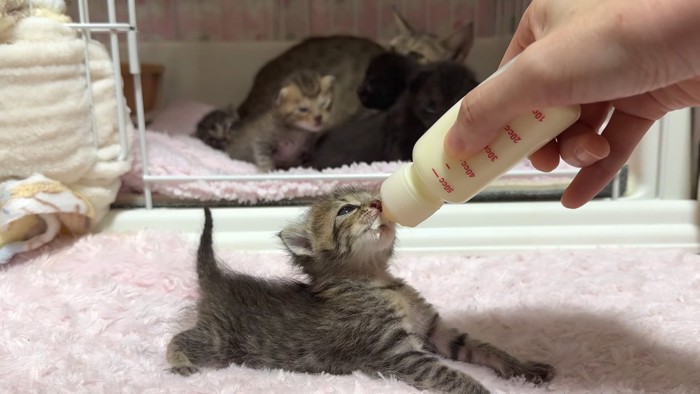 飲む猫