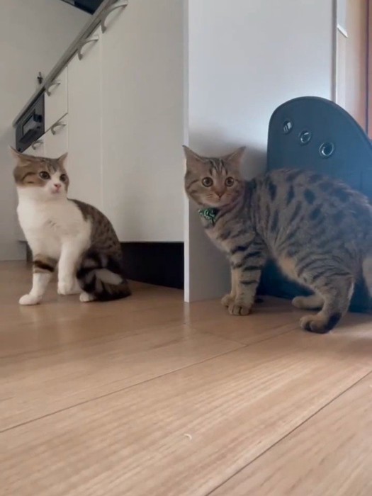 同じ方向を見る子猫たち