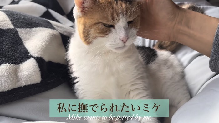 撫でられにいっているミケ