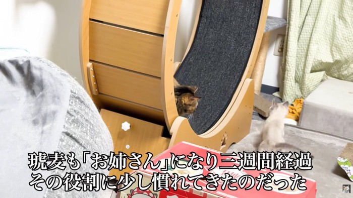 テロップ「琥麦も~」