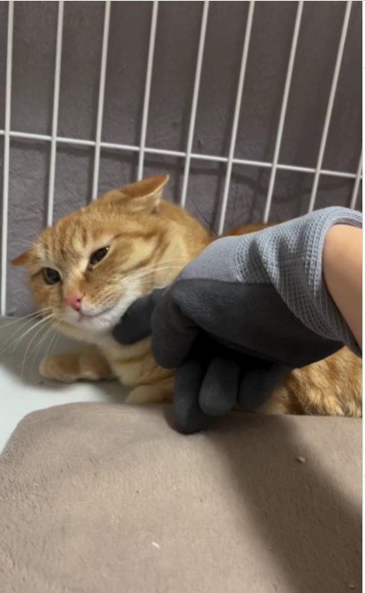 撫でられている猫