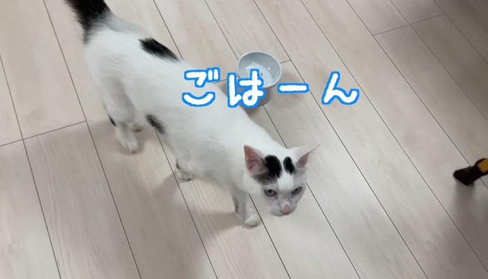 ごはーん