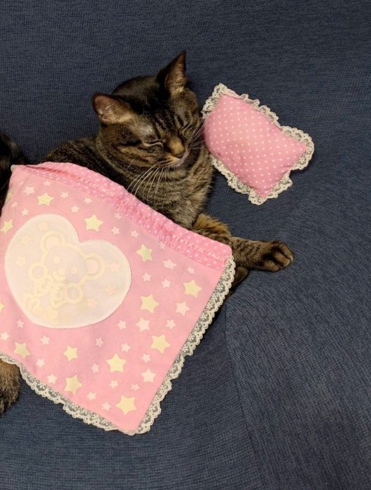 布団を被るにゃんチュウちゃん