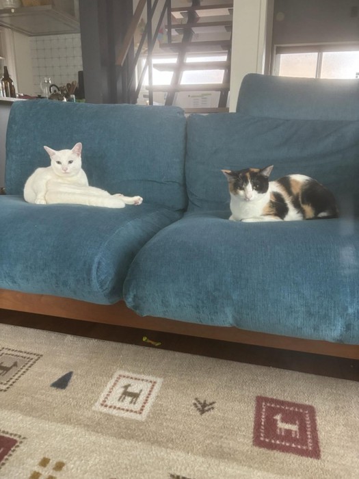 ソファーに座る猫