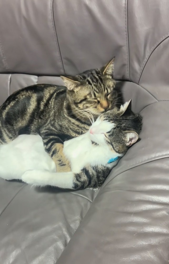 毛づくろい再開