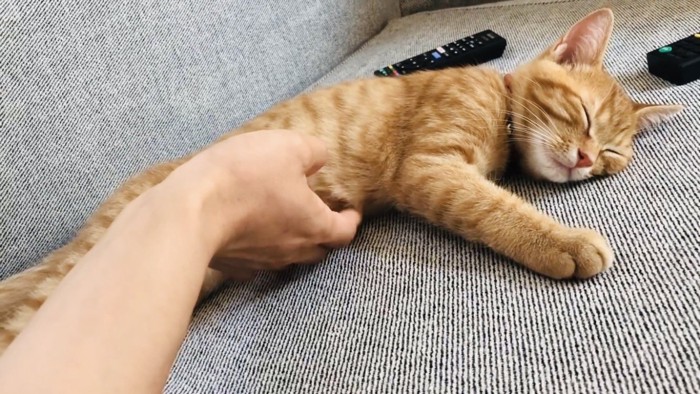 ソファで寝ながらパパにお腹を撫でられる茶トラ猫