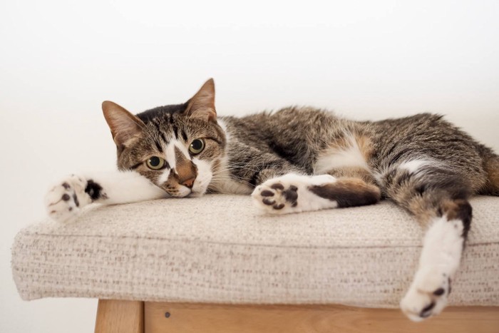 お気に入りの場所でくつろぐ猫